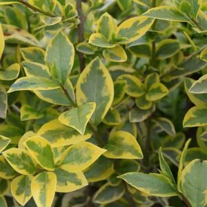 Ligustrum ovalifolium 'Aureum' 40-60 cm